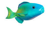 logo-si-como-no-resort